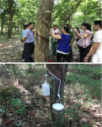 Baisha demo base, Hainan